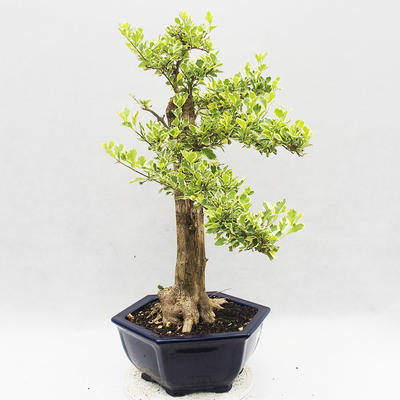 Izbová bonsai - Durant erecta Variegata - 4