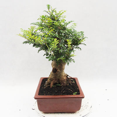 Izbová bonsai - Fraxinus uhdeii - izbový Jaseň - 4