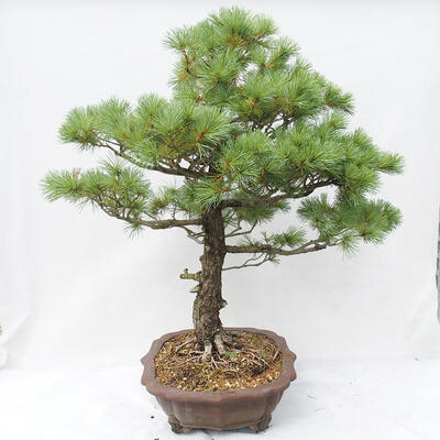 Vonkajšie bonsai - Pinus parviflora - Borovica drobnokvetá - 4