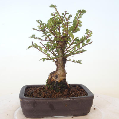 Vonkajšie bonsai - Ulmus parvifolia SAIGEN - malolistá brest - 4