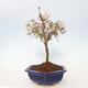 Vonkajší bonsai - Prunus incisa Kojou-no mai-Slivoň vyrezaná - 4/6