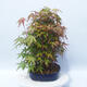 Acer palmatum - Javor dlanitolistý - lesík - 4/5
