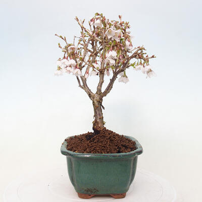 Vonkajší bonsai - Prunus incisa Kojou-no mai-Slivoň vyrezaná - 4