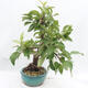 Vonkajší bonsai -Malus halliana - Maloplodé jabloň - 4/6