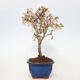Vonkajší bonsai - Prunus incisa Kojou-no mai-Slivoň vyrezaná - 4/6