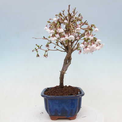 Vonkajší bonsai - Prunus incisa Kojou-no mai-Slivoň vyrezaná - 4