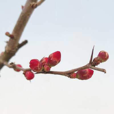 Vonkajší bonsai - Chaneomeles sup. Nicoline - kdulovec - 4