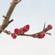 Vonkajší bonsai - Chaneomeles sup. Nicoline - kdulovec - 4/4