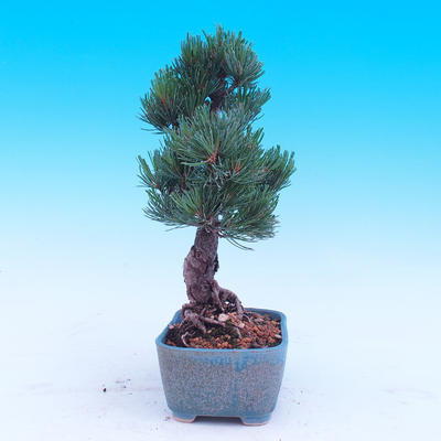 Vonkajší bonsai -Borovice drobnokvetá - Pinus parviflora glauca - 4