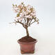 Vonkajší bonsai - Prunus incisa Kojou-no mai-Slivoň vyrezaná - 4/5