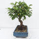 Vonkajší bonsai -Malus halliana - Maloplodé jabloň - 4/5