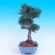 Vonkajší bonsai -Borovice drobnokvetá - Pinus parviflora glauca - 4/7