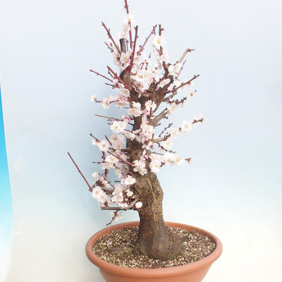 Vonkajší bonsai -Japonská marhuľa - Prunus mume - 4