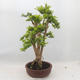 Izbová bonsai - Durant erecta aurea - 4/6