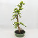Izbová bonsai - Durant erecta aurea - 4/5
