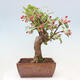Vonkajší bonsai -Malus halliana - Maloplodé jabloň - 4/7