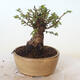Vonkajšie bonsai - Ulmus parvifolia SAIGEN - malolistá brest - 4/6