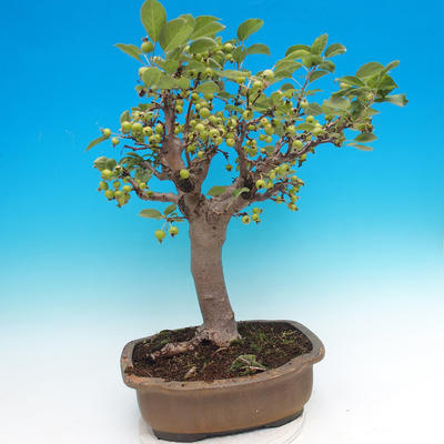 Vonkajšie bonsai - Malus halliana - Maloplodé jabloň - 4