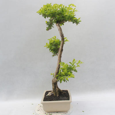 Izbová bonsai - Durant erecta aurea - 4