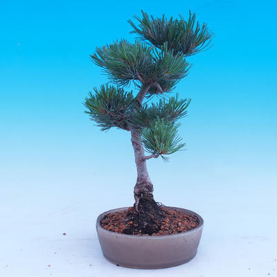 Vonkajší bonsai -Borovice drobnokvetá - Pinus parviflora glauca - 4