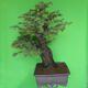 Izbová bonsai - Akacia Arabica - 4/7