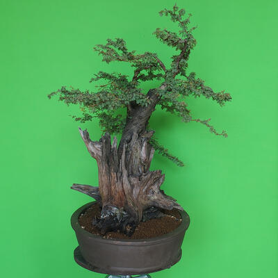 Izbová bonsai - Akacia Arabica - 4