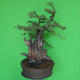 Izbová bonsai - Akacia Arabica - 4/7