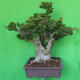 Izbová bonsai - Bouganwilea - 4/6