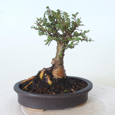Vonkajšie bonsai - Ulmus parvifolia SAIGEN - malolistá brest - 4