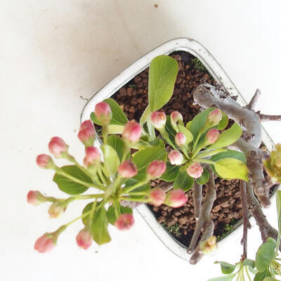 Vonkajšie bonsai - Malus sargentii - Maloplodé jabloň - 4