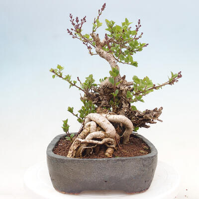 Vonkajší bonsai - Syringa Meyeri Palibin - Orgován Meyerov - 4
