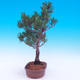 Vonkajší bonsai -Borovice drobnokvetá - Pinus parviflora glauca - 4/6