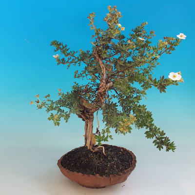 Vonkajšia bonsai-Nátržník krovitá - Dasiphora fruticosa biela - 4