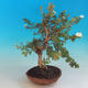 Vonkajšia bonsai-Nátržník krovitá - Dasiphora fruticosa biela - 4/6