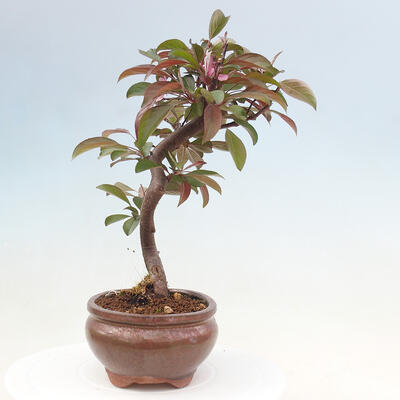 Vonkajší bonsai -Malus domestica - Maloplodá jabloň červenolistá - 4