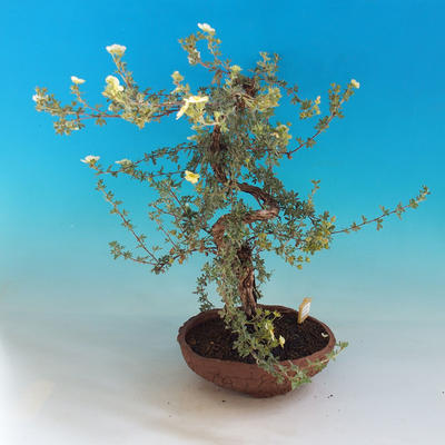 Vonkajšia bonsai-Nátržník krovitá - Dasiphora fruticosa žltá - 4