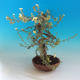 Vonkajšia bonsai-Nátržník krovitá - Dasiphora fruticosa žltá - 4/5
