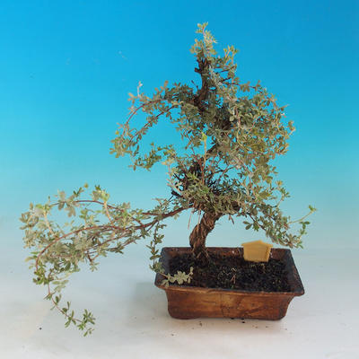 Vonkajšia bonsai-Nátržník krovitá - Dasiphora fruticosa žltá - 4