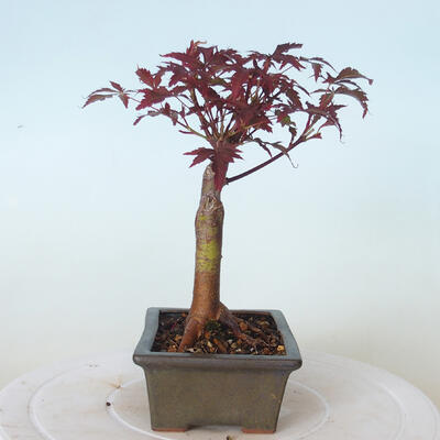 Vonkajšie bonsai - Acer palm. Atropurpureum-Javor dlaňolistý červený - 4