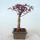 Vonkajšie bonsai - Acer palm. Atropurpureum-Javor dlaňolistý červený - 4/6