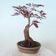 Vonkajšie bonsai - Acer palm. Atropurpureum-Javor dlaňolistý červený - 4/6