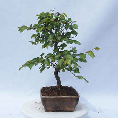 Vonkajší bonsai - Carpinus CARPINOIDES - Hrab kórejský - 4