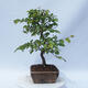 Vonkajší bonsai - Carpinus CARPINOIDES - Hrab kórejský - 4/4