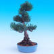 Vonkajší bonsai -Borovice drobnokvetá - Pinus parviflora glauca - 4/7