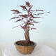 Vonkajšie bonsai - Acer palm. Atropurpureum-Javor dlaňolistý červený - 4/5
