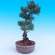Vonkajší bonsai -Borovice drobnokvetá - Pinus parviflora glauca - 4/6