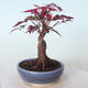 Vonkajšie bonsai - Acer palm. Atropurpureum-Javor dlaňolistý červený - 4/5