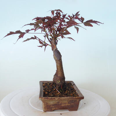 Vonkajšie bonsai - Acer palm. Atropurpureum-Javor dlaňolistý červený - 4