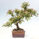 Vonkajší bonsai - Malus sergentiu - Maloplodá jabloň - 4/6