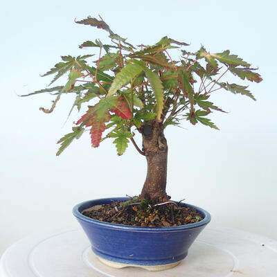 Vonkajšie bonsai - Javor palmatum sangokaku - Javor dlaňolistý - 4